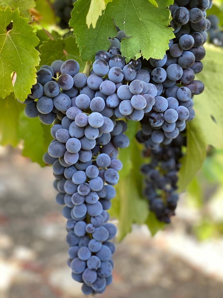 Nero d’Avola grape clusters in Sicily